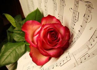 musical-rose